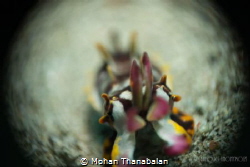 Flamboyant Cuttlefish shot in Reverse Ring Macro. Patienc... by Mohan Thanabalan 